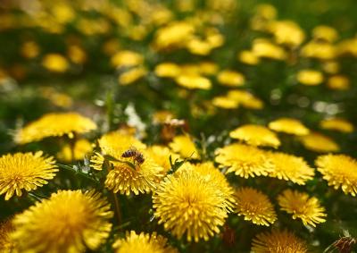 Bee bloom