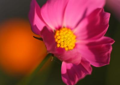 Pink bloom
