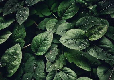 Leaves