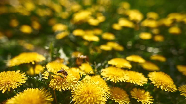 Bee bloom