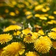 Bee bloom
