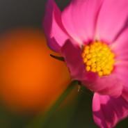 Pink bloom